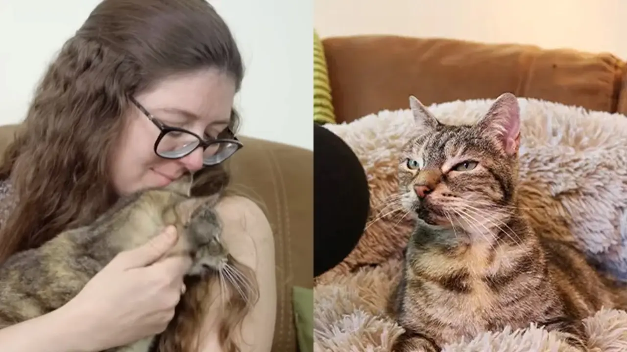 Kucing Dengkuran Paling Keras