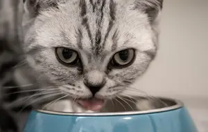 Makanan kucing  (sumber: Pixabay)