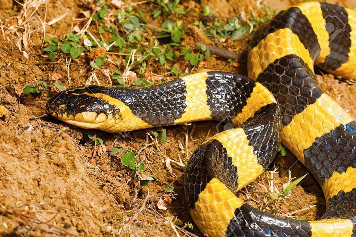 Ular Banded Krait