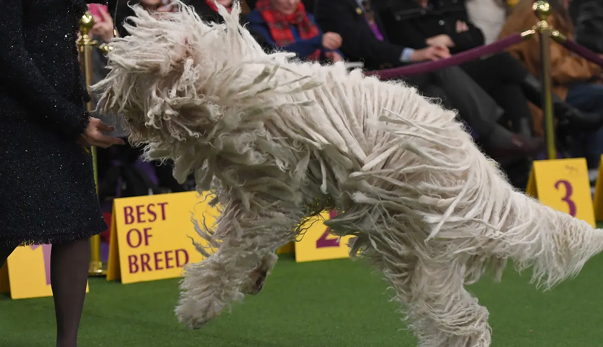 Seekor anjing jenis Komondor berkasi di dalam arena saat mengikuti kompetisi Westminster Kennel Club 142's Dog Show Tahunan di New York (13/2). (AFP Photo/Timothy A. Clary)