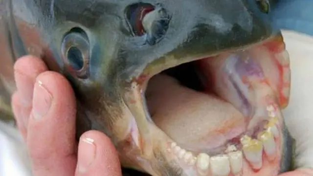 Teror dalam Air, 6 Ikan Monster Ini Bisa Mengoyakmu Kapan Saja