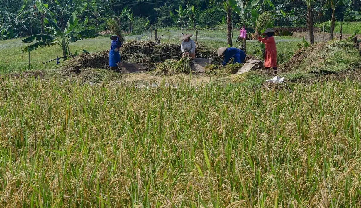 Capaian tersebut menunjukkan percepatan dibandingkan tahun sebelumnya, ketika angka serupa baru tercapai pada akhir April 2025. Tampak dalam foto, petani memanen padi jenis Inpari 32 di Kampung Tematik Mulyaharja, Bogor, Jawa Barat, Rabu (6/5/2026). (merdeka.com/Arie Basuki)