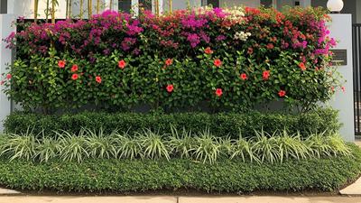 6 Inspirasi Living Fence dari Tanaman Berlapis untuk Hunian Lebih Asri