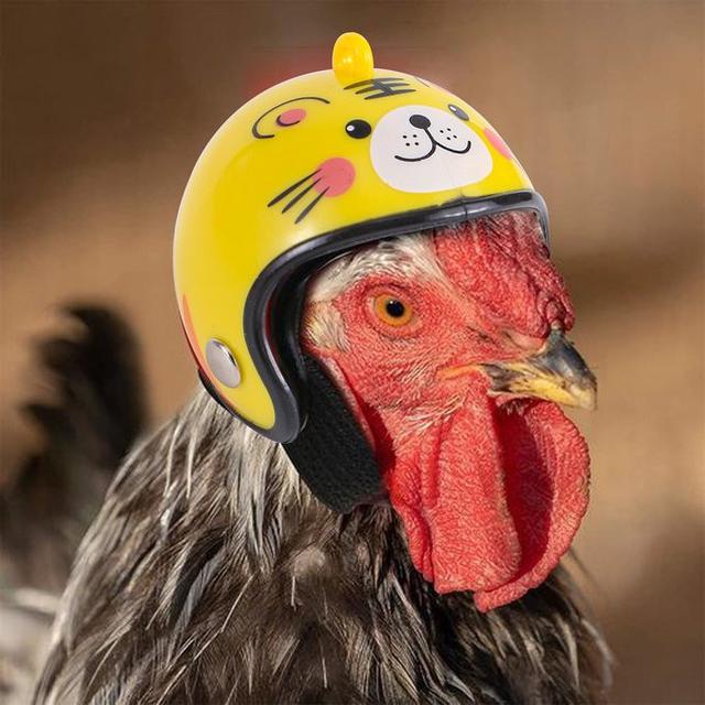 6 Helm untuk Ayam Ini Anti-mainstream, Bikin Ngakak