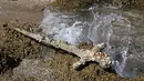 Sebuah pedang berusia 900 tahun yang diyakini milik seorang tentara salib di Caesarea, Israel, setelah ditemukan, pada 19 Oktober 2021. Saat ini beratnya sekitar 5-6 kilogram karena lapisan batu dan kerang, tetapi pedang itu sendiri mungkin memiliki berat 1-2 kilogram. (JACK GUEZ / AFP)