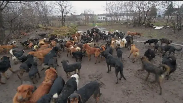 Danila Kislitsyn pria asal Rusia membunuh lebih dari 1000 ekor anjing karena merasa para anjing inilah yang membuat dirinya menderita tubercolosis.Kislitsyn mengatakan kepada polisi ia merasa bertanggung jawab untuk membasmi semua anjing karena keber...