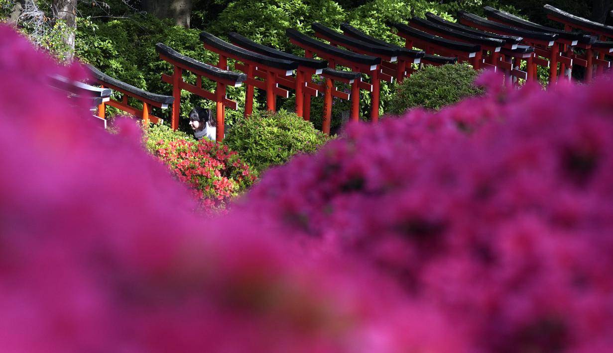 Ada sekitar 3.000 pohon Bunga Azalea dengan lebih dari 100 spesies yang bisa kita nikmati di sini. (AP Photo/Eugene Hoshiko)