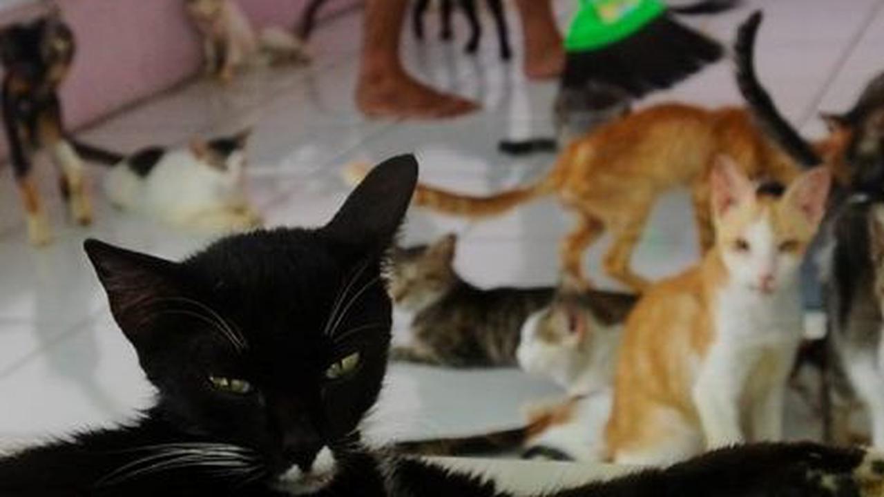FOTO: Melihat Kondisi RSC di Bogor, Rumah Singgah Ribuan Kucing dan Anjing Terlantar Usai Dilanda Kebakaran