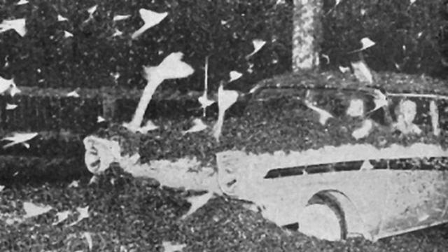 7 Serangan Serangga Paling Menakutkan