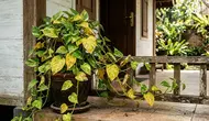 Cara Merawat Sirih Gading agar Daun Tidak Menguning, Begini Cara Mengenali Masalah dari Daunnya