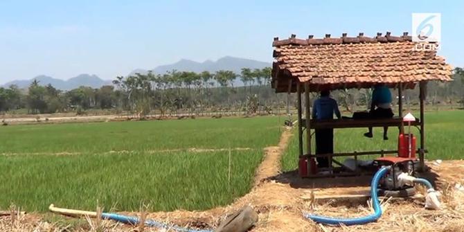 VIDEO: Petani Dukung Buwas Tolak Impor Beras