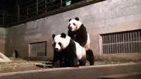 Ratusan Ribu Warga China Saksikan Live Streaming Panda Bercinta
