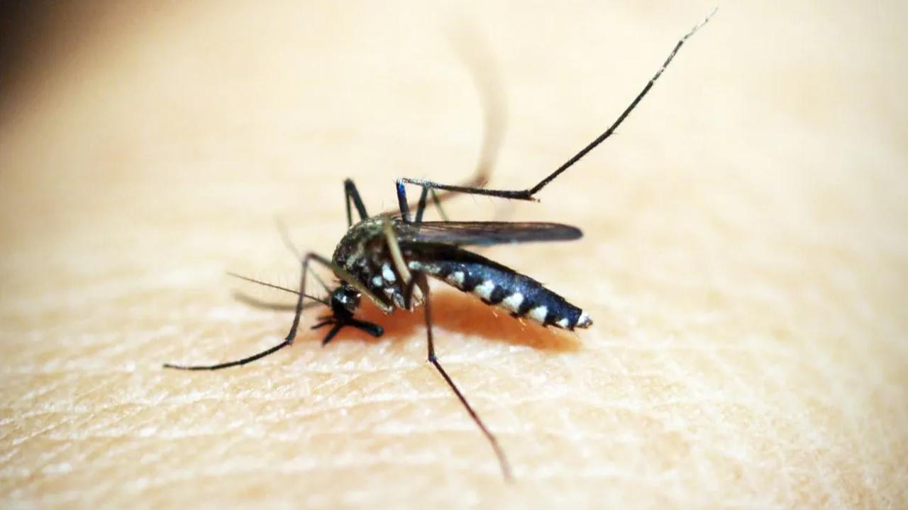 Bahkan, wolbachia sendiri telah ditemukan di dalam tubuh nyamuk aedes albopictus secara alami.<br>