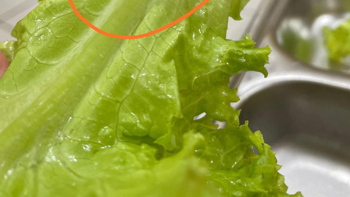 Wali Murid di Sukabumi Keluhkan Menu MBG: Ayam Bau, Sayur Berulat dan Buah Busuk