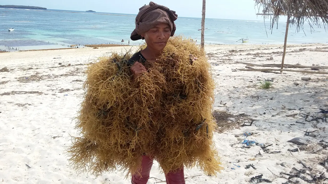 Kisah Petani Rumput Laut Lombok