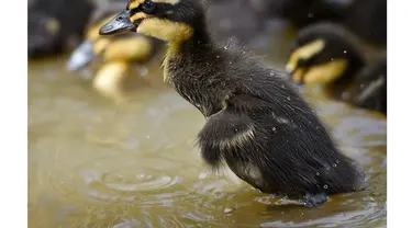 Bayi bebek lucu asyik bermain di Taman Sieversdorf, Jerman Timur, Rabu (14/05/2014) (AFP photo/Patrick Pleul)