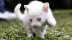 Anak Jaguarundi yang diduga albino (Herpailurus yagouaroundi) bermain di Taman Konservasi Medellin, Kolombia, Kamis (23/12/2021). Jaguarundi kecil harus hidup di penangkaran karena albinismenya mencegahnya berburu, berkamuflase dan melindungi diri dari predator di alam liar. (FREDY BUILES/AFP
