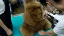 Seorang karyawan memotong bulu anjing berbentuk Singa di salon hewan, Tainan , Taiwan, (19/6). Dibukanya salon potong hewan unik ini karena antusias pemilik hewan yang ingin memotong peliharaannya sesuai keinginannya. (REUTERS / Tyrone Siu)