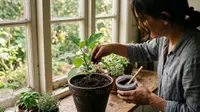 4 Cara Membuat Pupuk untuk Terong dari Ampas Kopi, Mudah dan Hemat