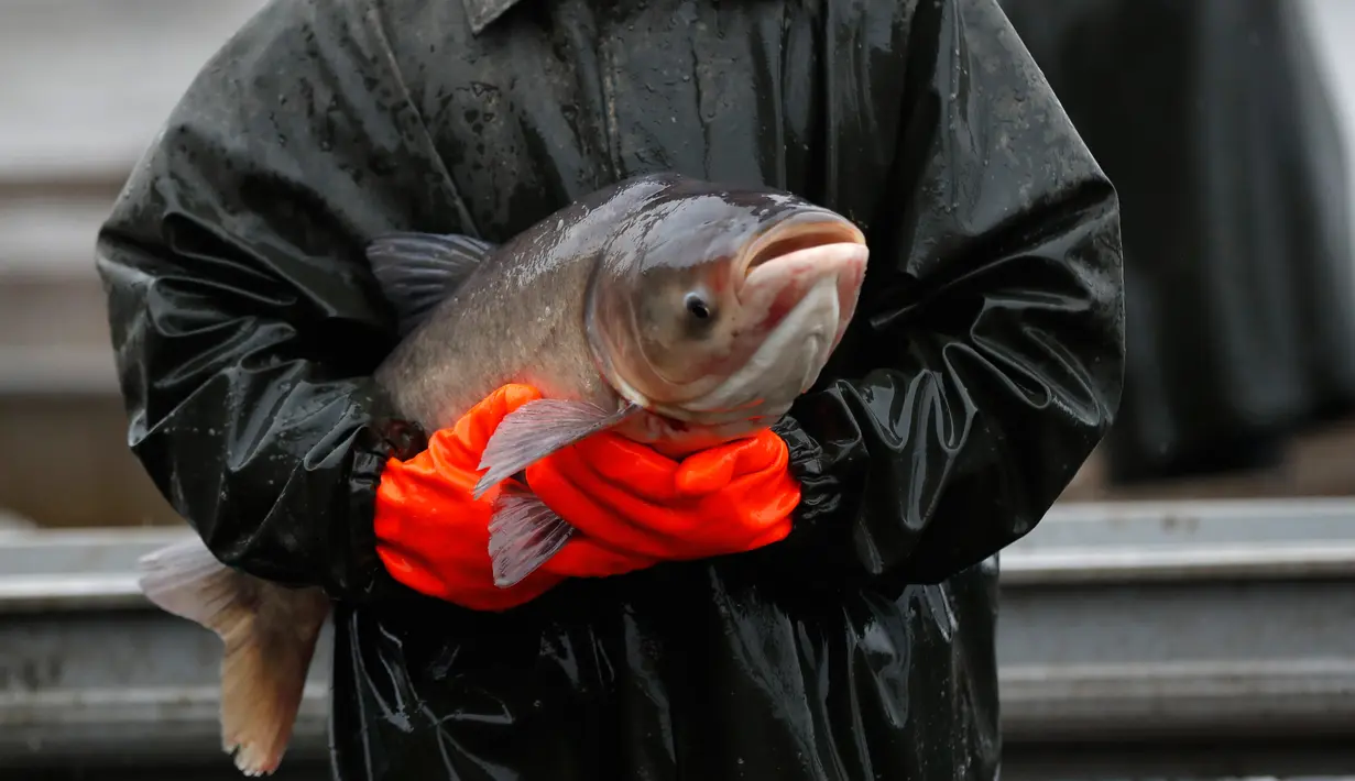 Seorang nelayan menunjukkan seekor ikan mas hasil tangkapan yang berukuran besar selama panen ikan secara tradisional di kolam Horusicky, dekat kota Veseli nad Luznici, Republik Ceko, 24 Oktober 2017. (AP Photo/Petr David Josek)
