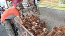 Pedagang memberi makan ayam di kawasan jalan raya Bogor KM 32, Depok, Selasa (12/6). Menjelang perayaan Idul Fitri 1439 H, para pedagang ayam dan entok mulai memadati pinggir jalan raya Bogor KM 32. (Liputan6.com/Herman Zakharia)