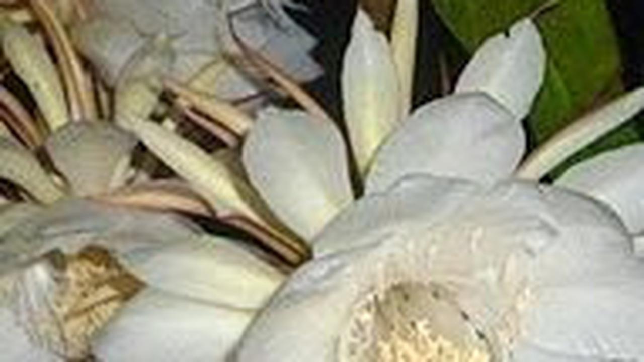 <b>Kadupul Flower atau Bunga Wijaya Kusuma</b>