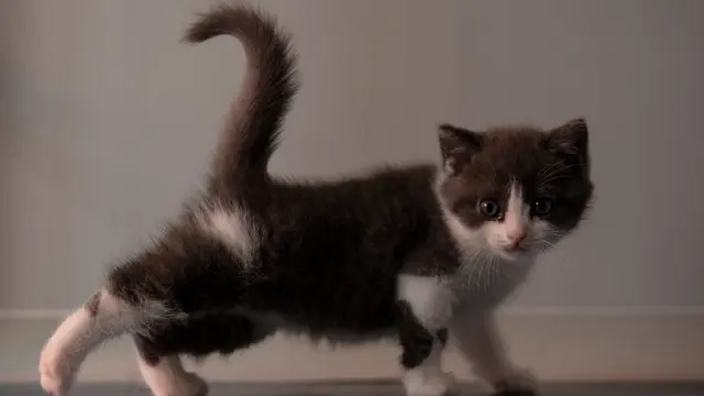 Kloning Kucing