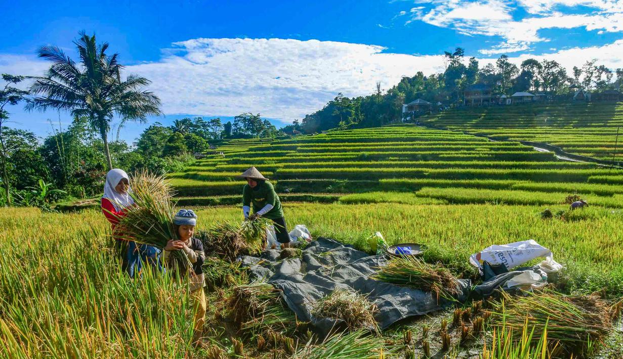 Kenaikan harga gabah kering di tingkat petani ini menunjukkan adanya perbaikan kondisi ekonomi petani dalam beberapa waktu terakhir. Tampak dalam foto, anak-anak membantu ibunya memanen padi jenis Ciherang di Terasering Cisalada, Bogor, Jawa Barat, Minggu (12/4/2006). (merdeka.com/Arie Basuki)