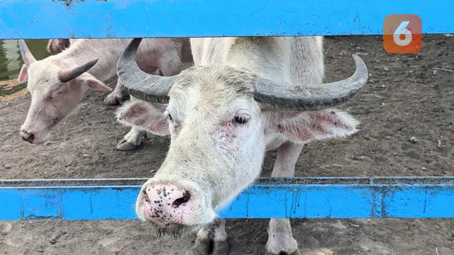 Kebo Bule Kyai Slamet