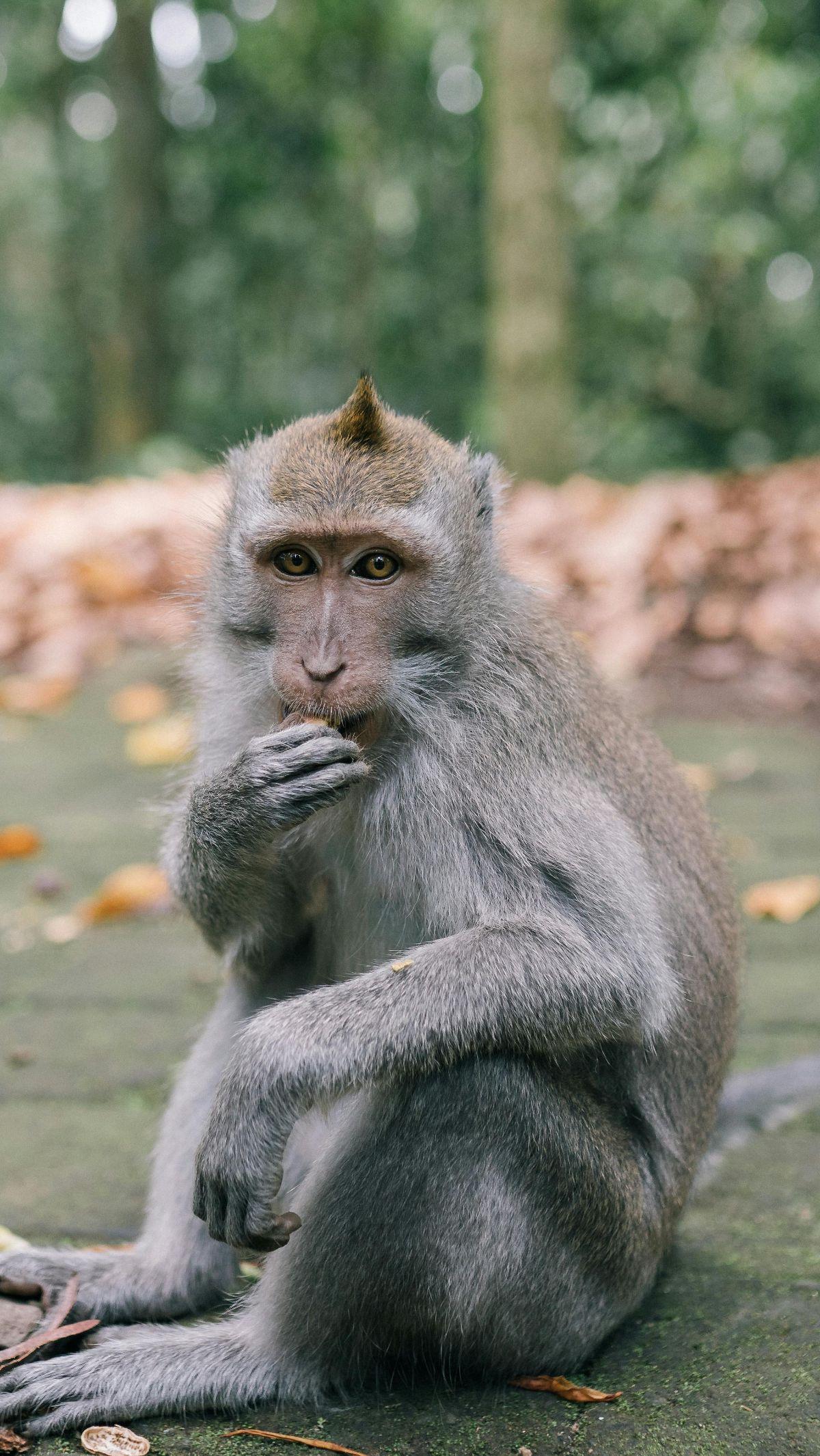 <b>Godzilla Didiagnosis Menderita PPenyakit Komplikasi Akibat Makanan Tidak Sehat</b>