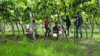 Nikmati Pagi di Tengah Kebun Anggur Hatten Wines Vineyard Bali
