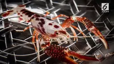 Keunikan ini yang membuat lobster tersebut berharga mahal.