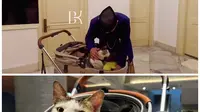 Selain Presiden Prabowo, 4 Pemimpin Dunia Ini Juga Punya Kucing yang Jadi Sorotan Seperti Bobby Kertanegara