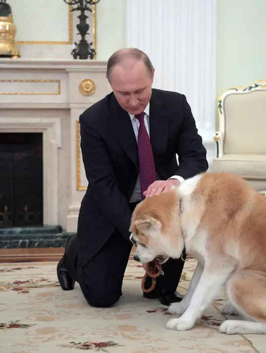 Presiden Rusia Vladimir Putin memberi makan anjingnya, Yume di Kremlin di Moskow, Rusia (7/12). Selain memiliki Yume, Presiden Putin juga memelihara anjing bulgarian shepherd yang diberi nama Buffy. (Sputnik/Kremlin/Alexei Druzhinin via Reuters)