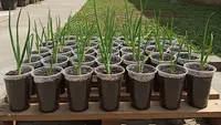 Cara Berkebun Bawang Daun di Cup Plastik Bekas Minuman, Mudah dan Ramah Lingkungan