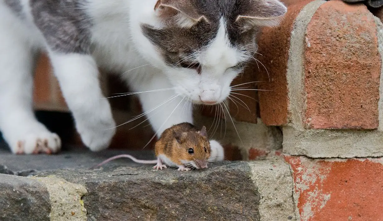 Seekor tikus kecil hanya bisa pasrah saat dirinya ditemukan kucing yang siap memangsanya, Jerman, Sabtu (20/12/2014). (AFP Photo/Julian Stratenschulte)