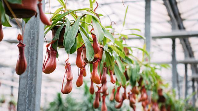 Tumbuhan Monkey Cup. (Unsplash)