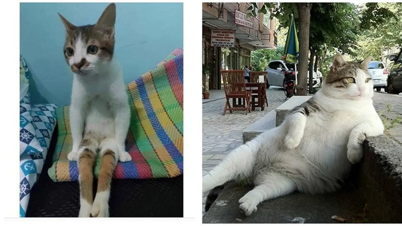 7 Potret Pose Kucing saat Duduk Ini Bikin Geleng Kepala