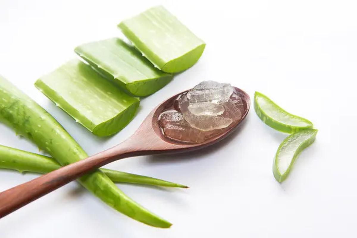 Khasiat Berbagai Jenis Lidah Buaya, dari Kesehatan Hingga Kecantikan