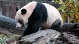 Panda raksasa Bei Bei memakan bambu sebelum kembali ke China, di Kebun Binatang Nasional Smithsonian, Washington DC, Selasa (19/11/2019). Disebutkan bahwa semua panda yang lahir di Kebun Binatang itu dan sudah berumur 4 tahun diharuskan tinggal di China. (AP/Michael A. McCoy)