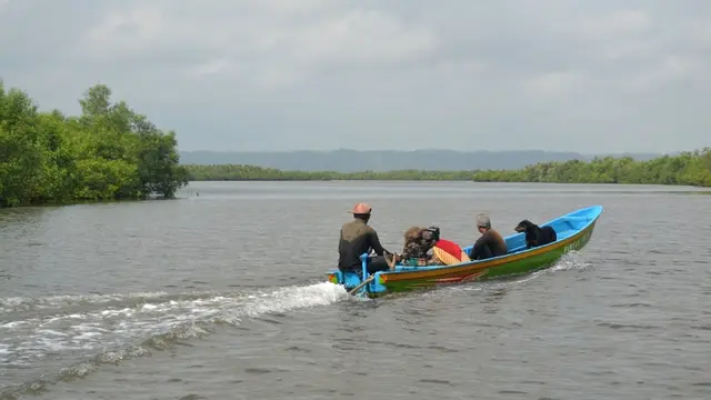 Di Laguna Segara Anakan ada lahan timbul yang diubah menjadi sawah oleh warga. (Foto: Liputan6.com/Muhamad Ridlo)