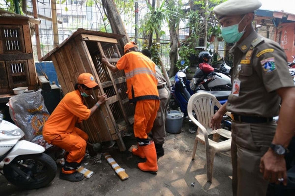 Antisipasi flu burung, kandang unggas di bantaran Ciliwung dibongkar