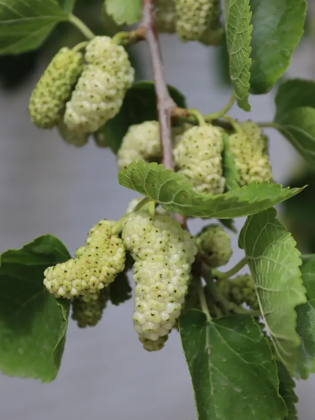 Mulberry Putih, Tanaman Buah yang Tidak Boleh Ditanam di Depan Rumah