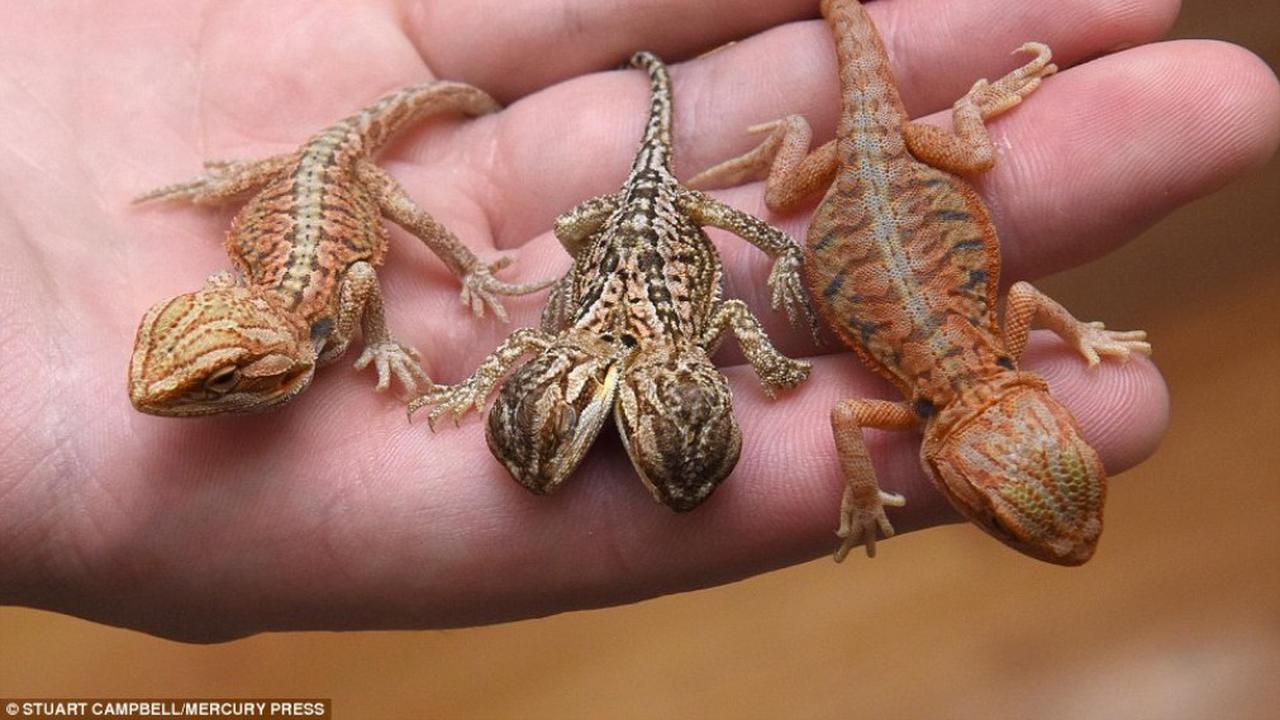 Ditemukan Kadal Langka Berkepala Dua