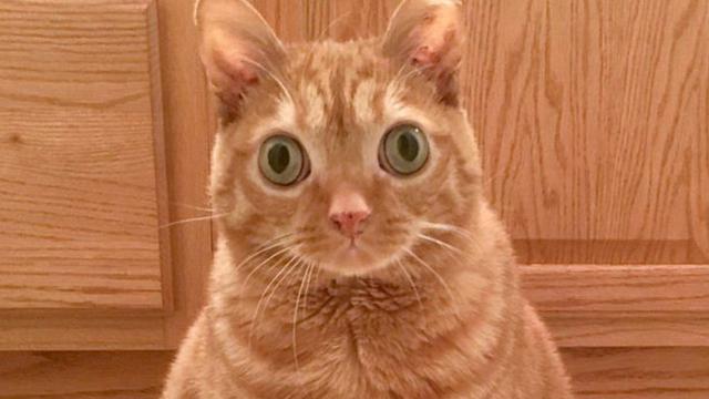 Seperti Melotot, Kucing Oranye Ini Malah Viral di Medsos