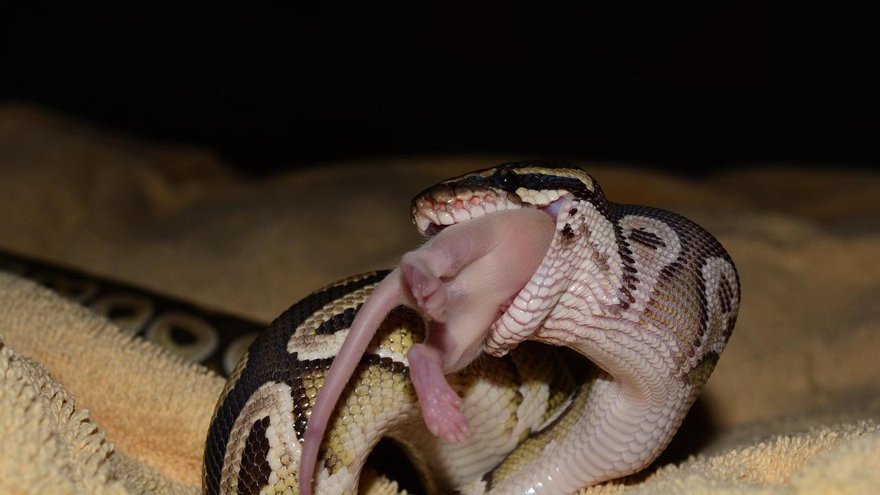 Ular dan Tikus