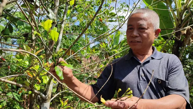 Usin Sudiawan (67) salah satu petani cengkeh Ciamis, Warga Cieurih, Kecamatan Cipatu meradang, harga komoditas cengkeh saat ini anjlok hingga Rp 60 ribu per kig, justru di saat petani panen raya. (Liputan6.com/Jayadi Supriadin)