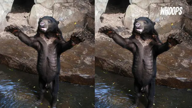 Video yang menunjukkan kondisi beruang kurus di Bandung ternyata menyita perhatian dunia