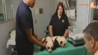 [VIDEO] Panda Kembar Menggemaskan dari Atlanta