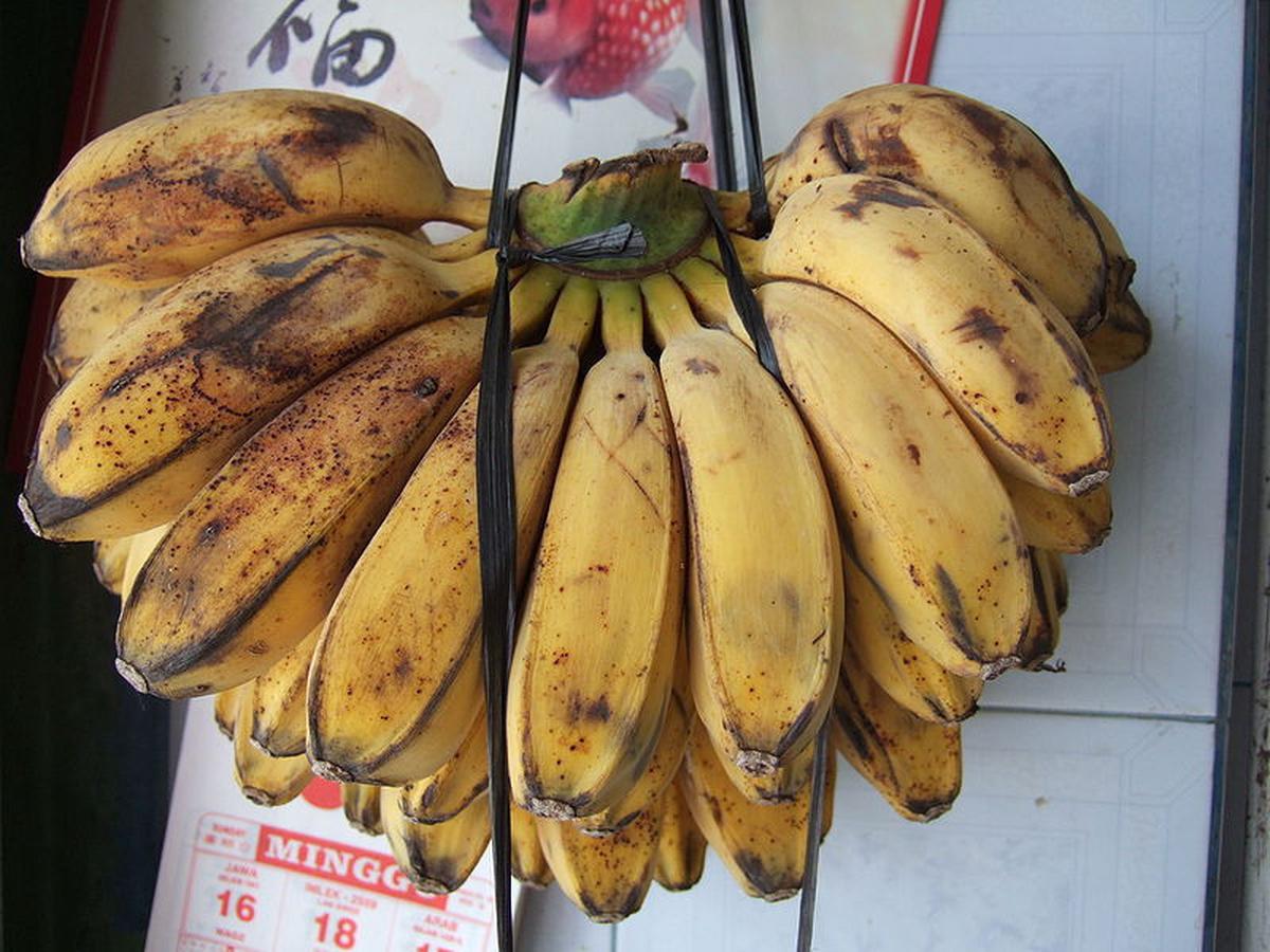 Jenis Pisang dan Manfaatnya